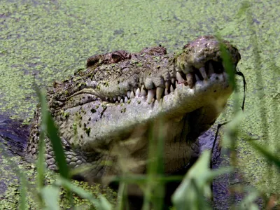 A crocodile lifts its head from a lake at a crocodile farm near Darwin in this May 10, 2005 file photo. Rangers in Australia's northern Territory issued a strange warning to motorists in the world heritage-listed Kakadu National Park February 2, 2006 -- look out for airborne crocodiles after a 2 metre-long (6 feet) crocodile jumped into the path of a vehicle carrying Aboriginal landowners and a scientist. REUTERS/David Gray/Files