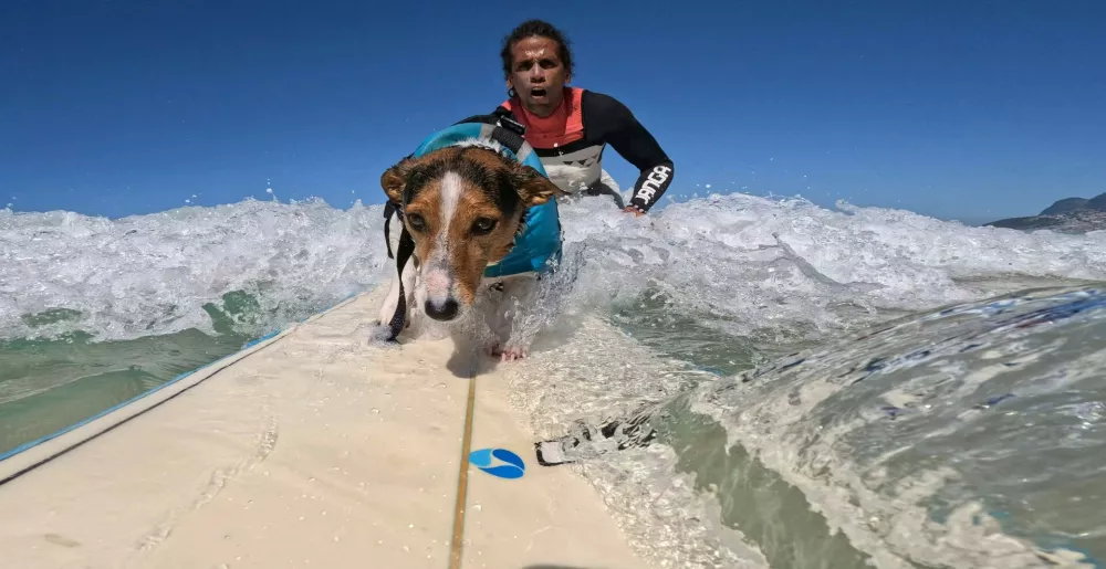 old BENJI, a Jack Russell Terrier, rides the waves at Arpoador Beach in Rio de Janeiro. Since catching his first wave two years ago, Benji has become a beloved fixture on Rioâ€s iconic shore, charming both beachgoers and seasoned surfers with his impressive skills.03 Sep 2025Pictured: old BENJI, a Jack Russell Terrier, rides the waves alongside his human, BERNARDO BRAGA at Arpoador Beach in Rio de Janeiro. Since catching his first wave two years ago, Benji has become a beloved fixture on Rioâ€s iconic shore, charming both beachgoers and seasoned surfers with his impressive skills and the remarkable bond he shares with Braga.,Image: 1033870009, License: Rights-managed, Restrictions: NO Argentina, Australia, Bolivia, Brazil, Chile, Colombia, Finland, France, Georgia, Hungary, Japan, Mexico, Netherlands, New Zealand, Poland, Romania, Russia, South Africa, Uruguay, Model Release: no