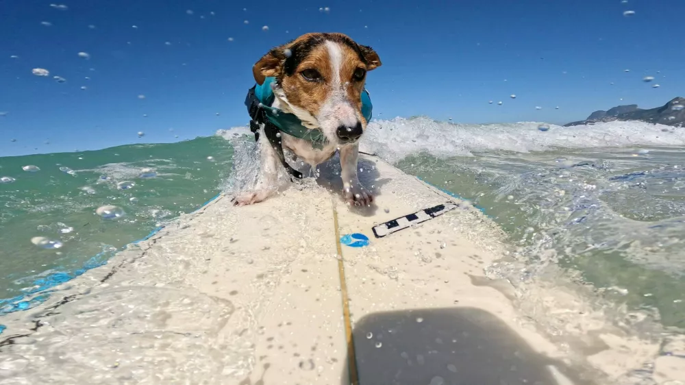 old BENJI, a Jack Russell Terrier, rides the waves alongside his human, BERNARDO BRAGA at Arpoador Beach in Rio de Janeiro. Since catching his first wave two years ago, Benji has become a beloved fixture on Rioâ€s iconic shore, charming both beachgoers and seasoned surfers with his impressive skills and the remarkable bond he shares with Braga.03 Sep 2025Pictured: old BENJI, a Jack Russell Terrier, rides the waves at Arpoador Beach in Rio de Janeiro. Since catching his first wave two years ago, Benji has become a beloved fixture on Rioâ€s iconic shore, charming both beachgoers and seasoned surfers with his impressive skills.,Image: 1033870150, License: Rights-managed, Restrictions: NO Argentina, Australia, Bolivia, Brazil, Chile, Colombia, Finland, France, Georgia, Hungary, Japan, Mexico, Netherlands, New Zealand, Poland, Romania, Russia, South Africa, Uruguay, Model Release: no