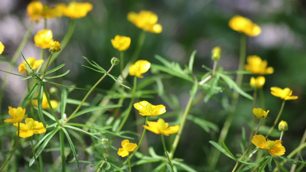 Zlatica na travniku. Slika je simbolična. / Foto: Istock