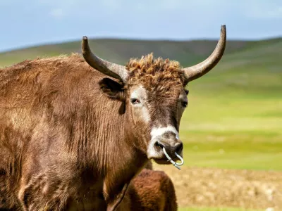 Jak, yak. Foto: Profimedia