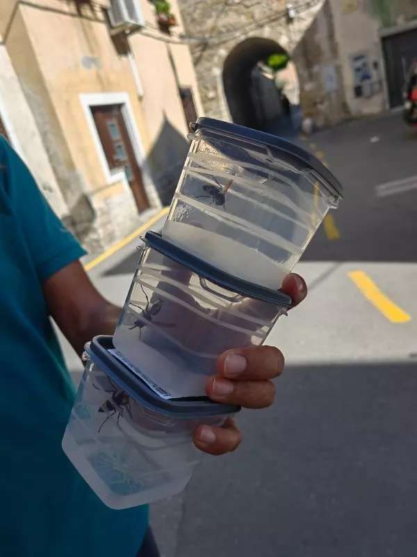 orientalski sršen Koper