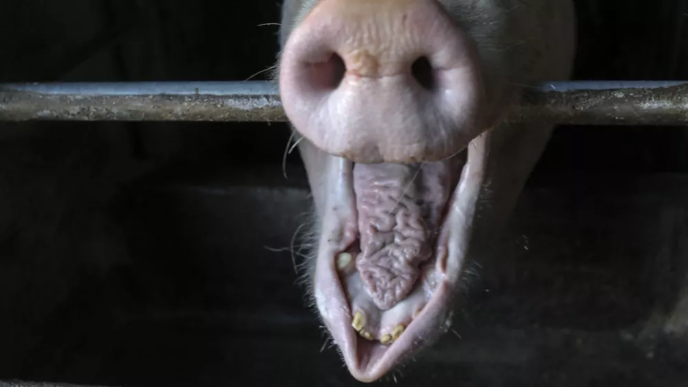 ﻿- domači prašič - svinja - Kmetija Lenart - - 01.12.2020 - Reportaža o predelavi mesa v mesne izdelke - FOTO: Jaka GasarOPOMBA – REPORTAŽA ZA OBJEKTIV 2020