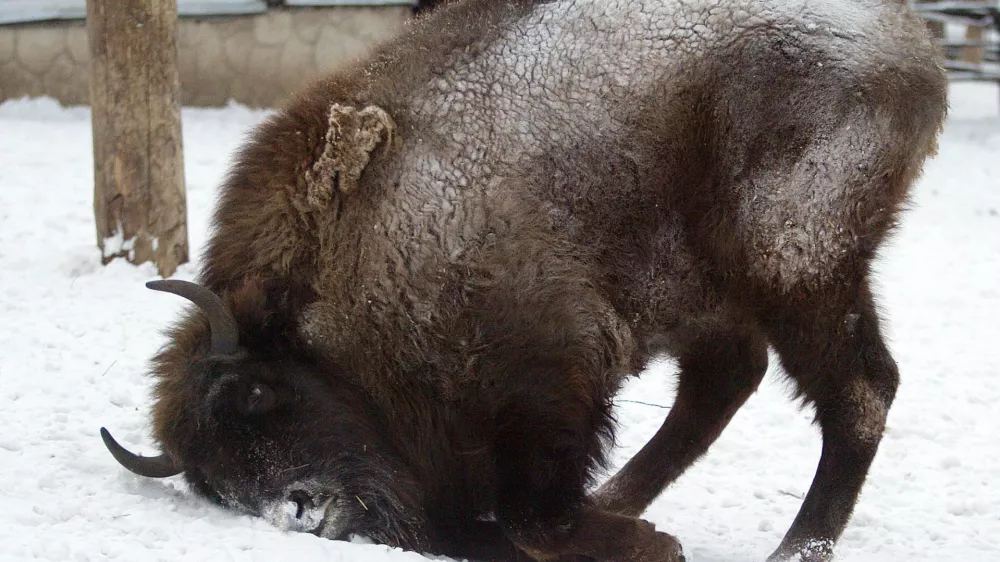 A wild bison plays in the pen in a zoo "Royev Ruchey" in the Siberian city of Krasnoyarsk, February 3, 2006. Temperatures in Krasnoyarsk continue to stay below minus 30 Celsius (-22 Fahrenheit).  REUTERS/Ilya Naymushin