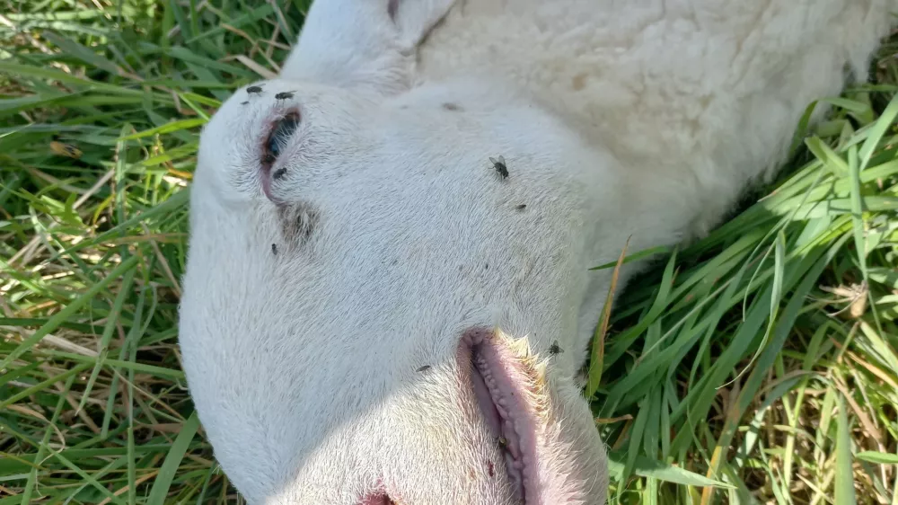 bolezen modrikastega jezika, ovca, pogin: Foto: UVHVVR