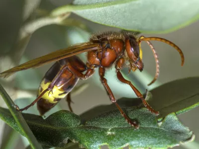 Orientalski sršen je, kot kaže, k nam prišel iz Italije ali z ladjami in tovorom v koprskem pristanišču. / Foto: iStock