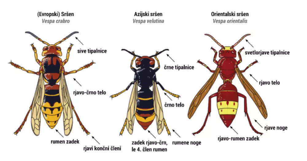 sršeni, evropski, azijski sršen, orientalski sršenLIFE Artemis_evropski, azijksi in orientalski sršen / Foto: Life Artemis Via Zavod Rs Za Varstvo Narave