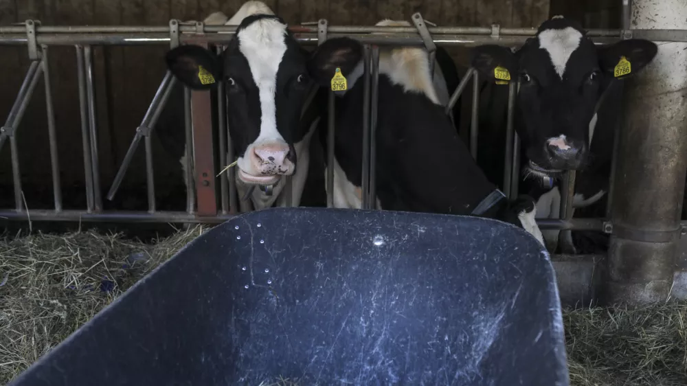 ﻿- govedoreja - krave - krava - živinoreja- 08.10.2019 – Kmetija Pustotnik – Sirnica, mlečni izdelki in siri, Poljanska cesta 19, Gorenja vas Občini Gorenja vas-Poljane. //FOTO: Jaka GasarOPOMBA: DNEVNIKOV OBJEKTIV – REPORTAŽA O SIRIH