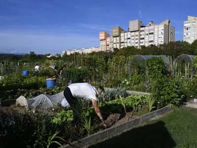 Vrtičkarstvozdrava hrana vrtzdravjelokalna samooskrbasamooskrbništvo25.08.2025 - MOL Vrtički Ježica Foto: Nik Erik Neubauer 