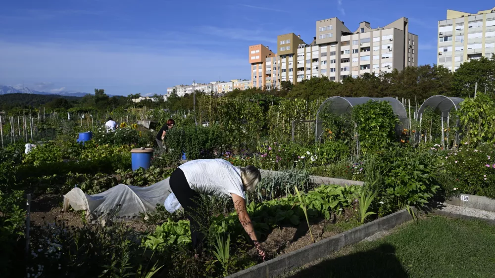 Vrtičkarstvozdrava hrana vrtzdravjelokalna samooskrbasamooskrbništvo25.08.2025 - MOL Vrtički Ježica Foto: Nik Erik Neubauer 