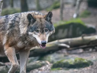 Volkovi so se v Avstriji spravili nad tele in ovce. Vidre medtem pustošijo po ribogojnicah.