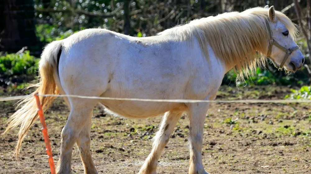 White pony, beli poni, konj, konji