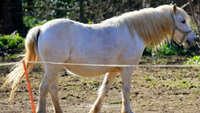 White pony, beli poni, konj, konji