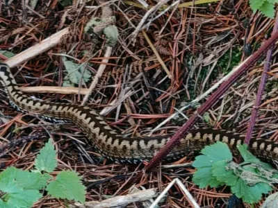 strupeni navadni gad