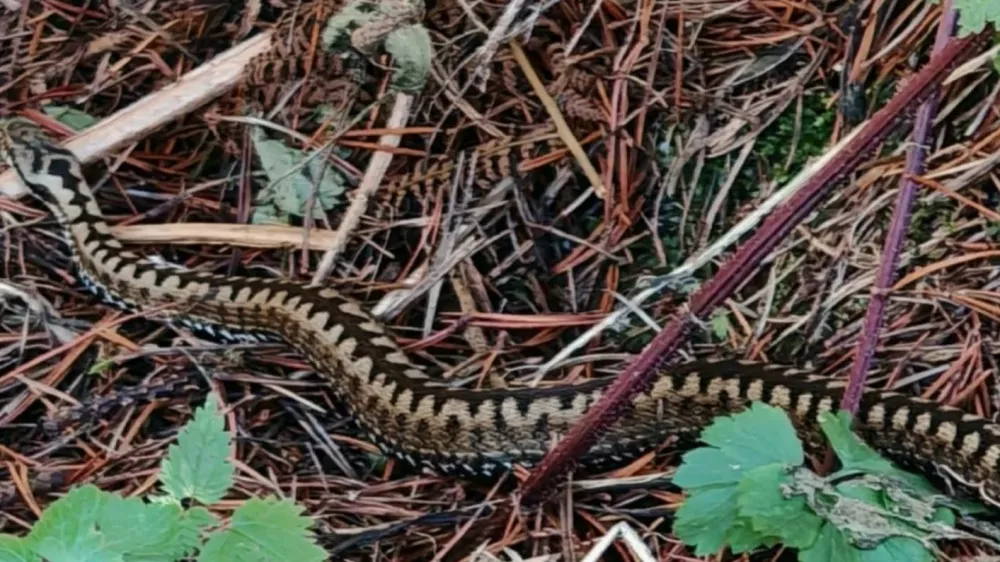 strupeni navadni gad