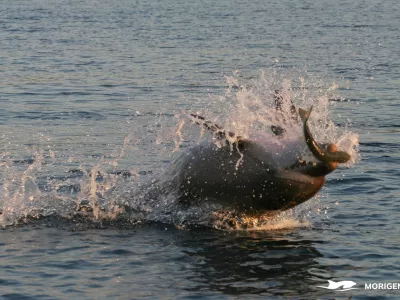 Prehrano delfinov oblikujejo tako družbeni kot ekološki dejavniki. To pomeni, da se delfini iz iste populacije lahko prehranjujejo povsem različno. Foto: Morigenos