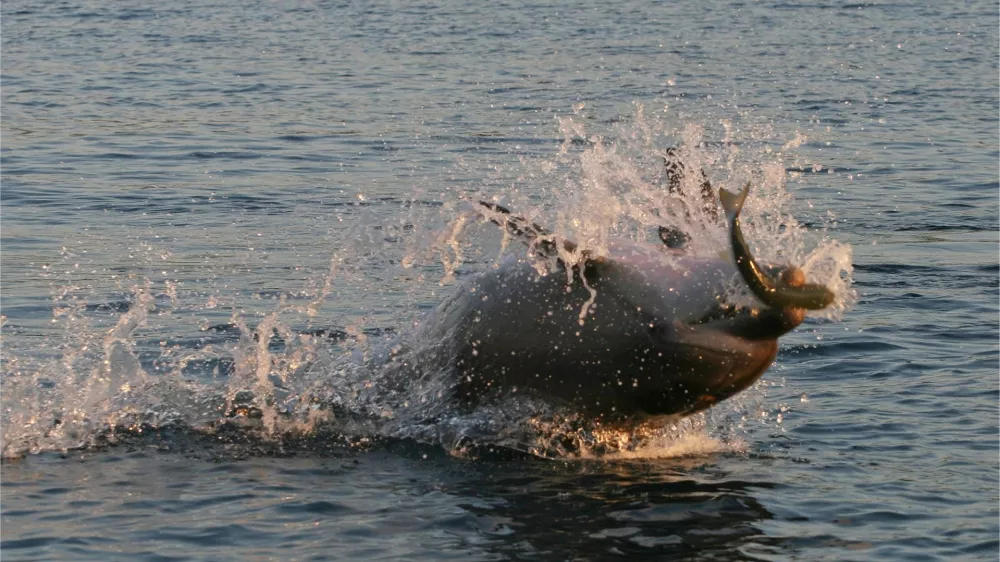 Prehrano delfinov oblikujejo tako družbeni kot ekološki dejavniki. To pomeni, da se delfini iz iste populacije lahko prehranjujejo povsem različno. Foto: Morigenos