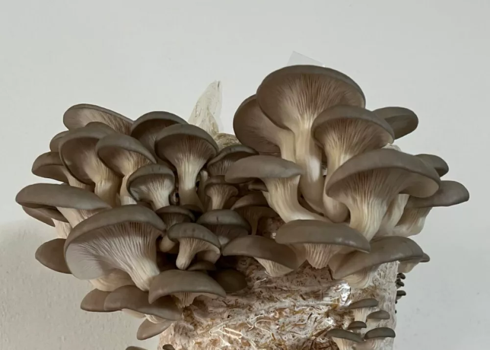 bukov ostrigar / Foto: Osebni Arhiv