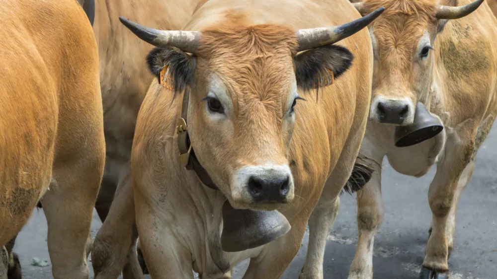Videti je krotko, toda govedo je nepredvidljivo, biki pa še posebej. / Foto: Istock