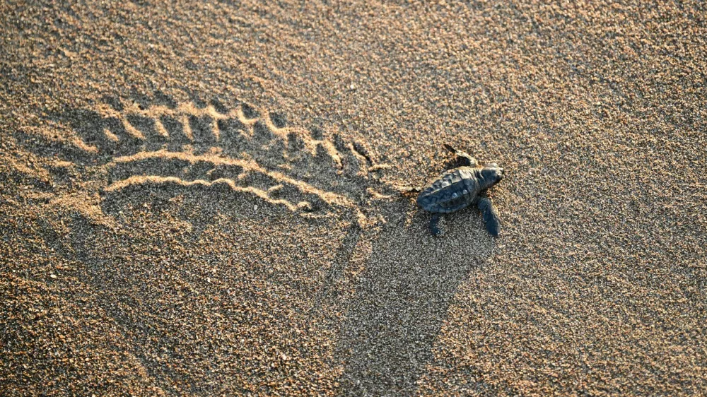 Glavata kareta spada med ogrožene vrste. Fotografija je arhivska. / Foto: Profimedia