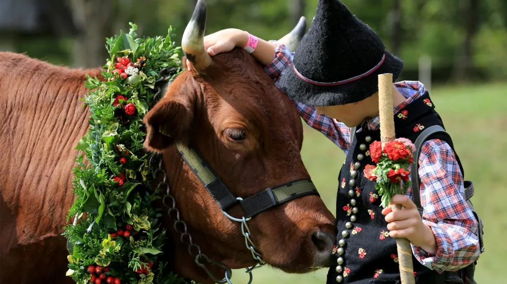 Kravji bal na Bohinju F Mitja Sodja