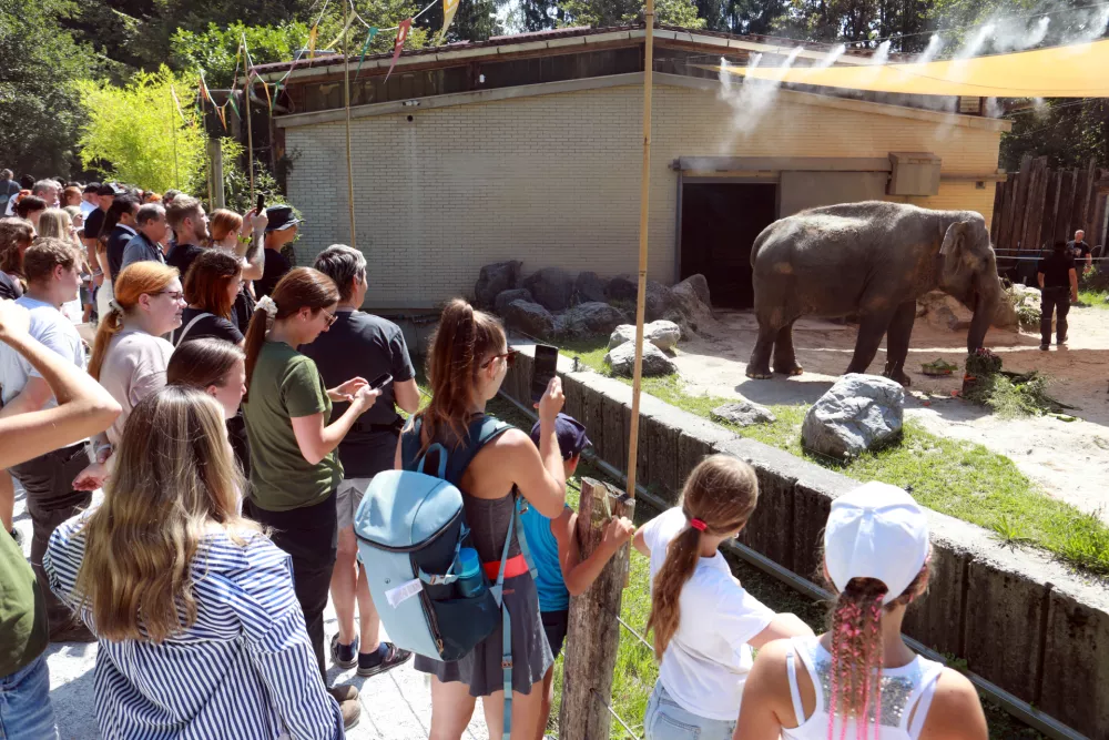 13.08.2025 -živalski vrt Ljubljana Zoo, slon Ganga, 50 letFoto: Tomaž Skale