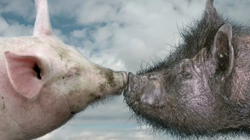 Afriška prašičja kuga prizadene tako domače kot tudi divje prašiče. Foto: Svetovna organizacija za zdravje živali 