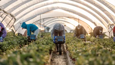 Romunski delavci na kmetiji jagod pri družini López v Palos de la Fronteri v Španiji. Nobena od žensk ne raztegne svojega hrbta, dokler niso desetkilogramske gajbice polne. Povprečen delavec nabere 150 kilogramov jagod na dan. / Foto: Cosmin Bumbuț