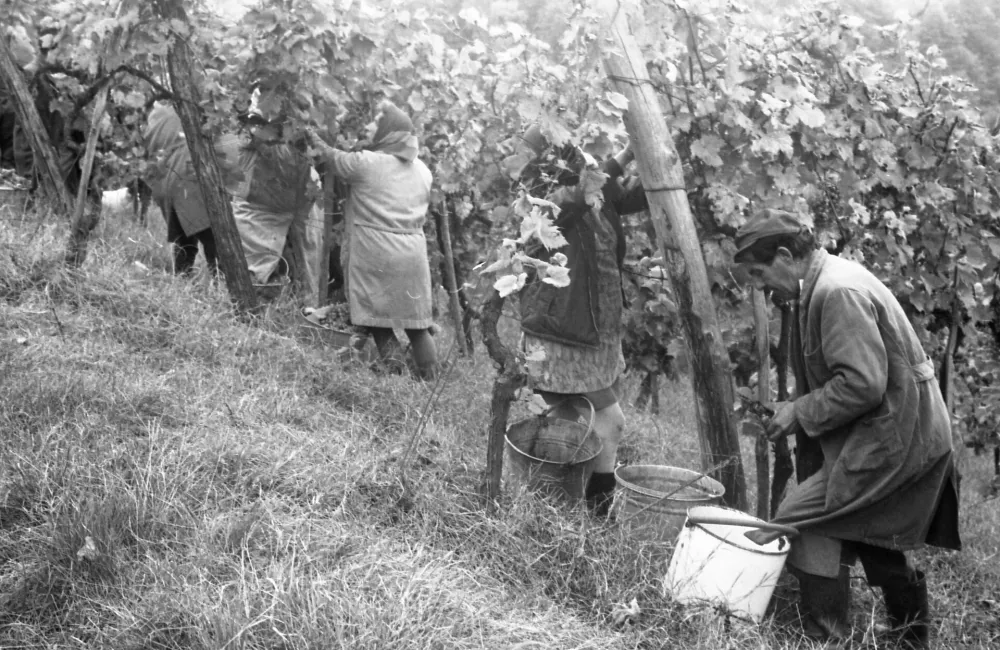 Pozabljeni običaji naših trgatev: ko so grozdje še stiskali z nogami