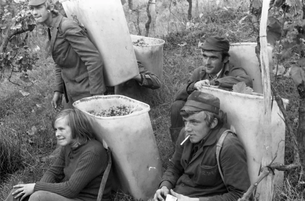 Pozabljeni običaji naših trgatev: ko so grozdje še stiskali z nogami