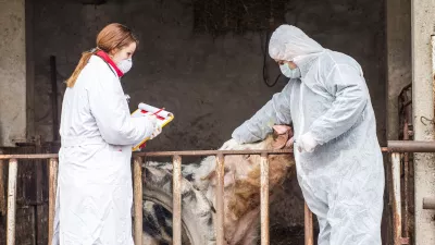 Veterinarski pregled prašiča / Foto: Istock