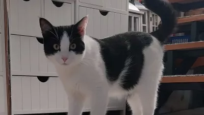 Lili, lepotica tedna / Foto: Vesna Levičnik