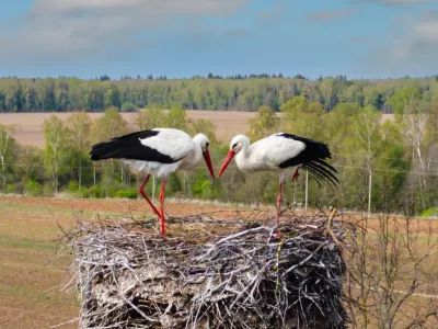 Drone photo. Shooting from above. Stork nest. White storks in the Kaluga region. They bowed their necks. They are standing nearby in the nest. Forest in the background in perspective/Russia/Springtime / Foto: Svetlana Rozina