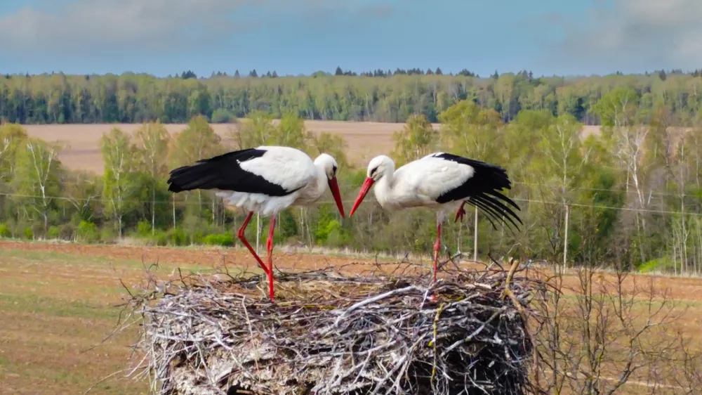 Drone photo. Shooting from above. Stork nest. White storks in the Kaluga region. They bowed their necks. They are standing nearby in the nest. Forest in the background in perspective/Russia/Springtime / Foto: Svetlana Rozina