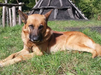 Lord, oglarska dežela, družina Bitenc / Foto: Vesna Levičnik