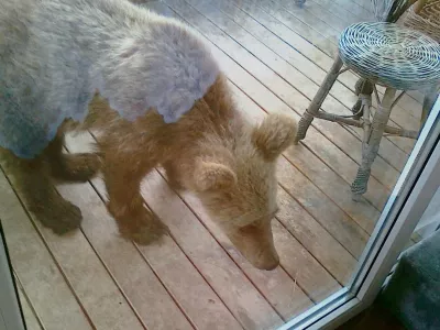 Takole je medved prihlačal na balkon in iskal hrano. Zato opozorila, da zunaj ne puščate hrane, niso odveč. / Foto: Lovska Zveza Slovenije