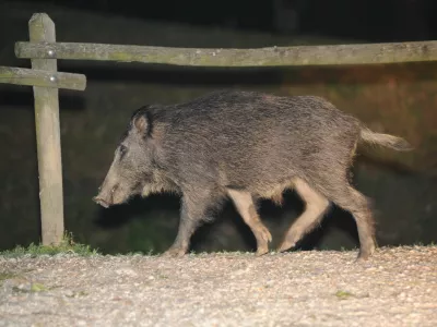 Divji prašiči napadajo Primorsko / Foto: Edi Morvai