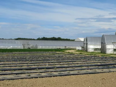 Kmetijstvo, rastlinjaki, spodnje Posavje, zelenjadarstvo.