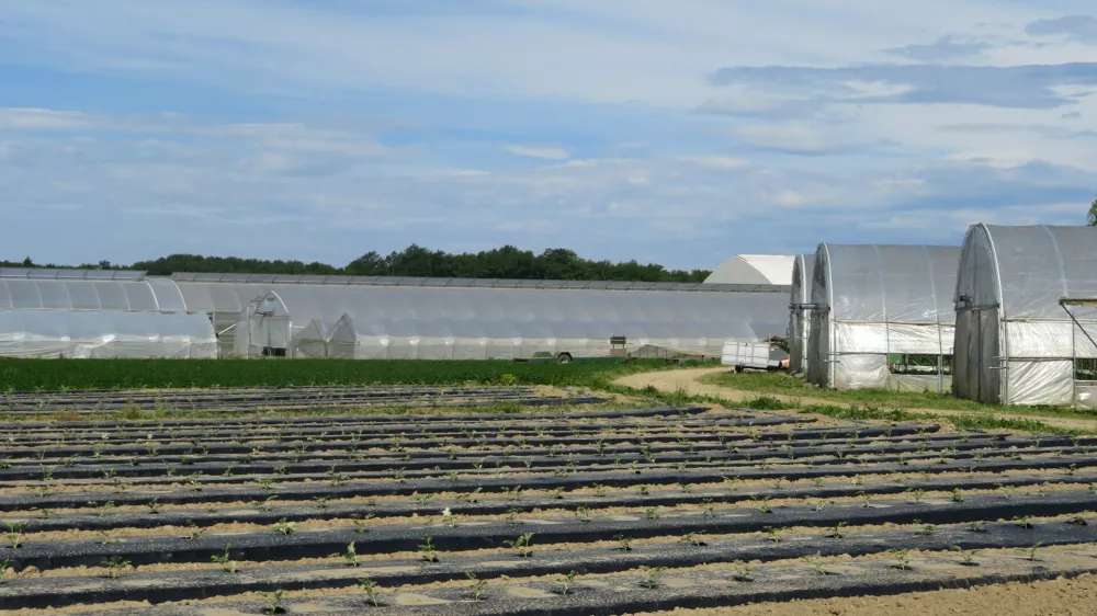 Kmetijstvo, rastlinjaki, spodnje Posavje, zelenjadarstvo.