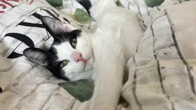 Crno-bel maček, Hafi