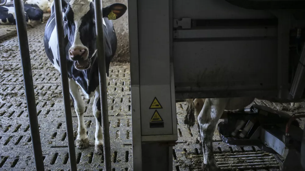 ﻿- simbolična fotografija - hlev, krave, molzna naprava za krave- 20.02.2015 - Agro Gorenjska, kmetijstvo d.o.o. Šenčur - mlado kmetijsko podjetje, ki ima vizijo, da postane največje agro-kmetijsko podjetje v Sloveniji - strojni park na poljedeljskem obratu sledi najnovejšim standardom v svetu kmetijstva - robotizirana kmetija - kmetovanje  //FOTO: Jaka Gasar / Foto: Jaka Gasar