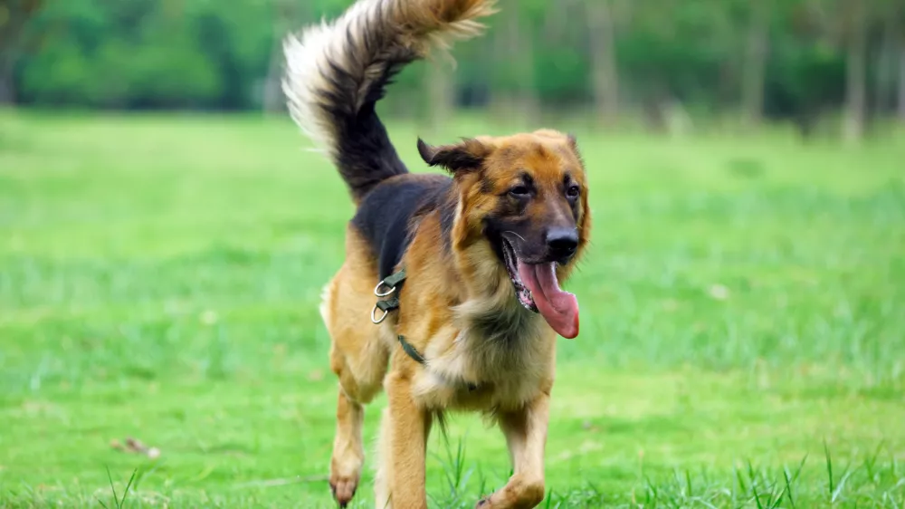 C0YJEX German Shepard running on the lawn