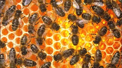 Koliko potvorjenega medu je na naših policah