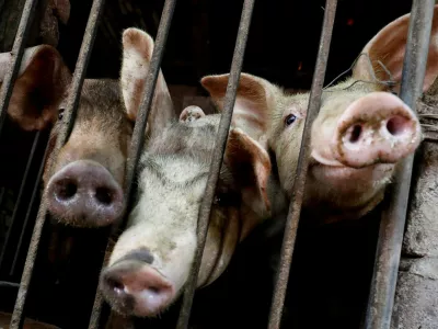 FILE PHOTO: Pigs are seen at a farm outside Hanoi, Vietnam June 28, 2019. Picture taken June 28, 2019. REUTERS/Kham//File Photo
