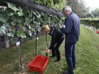 9.9.2025 - tradicionalna trgatev v grajskem vinogradu; Ljubljanski grad, grajski vinogradtrgatev, grozdje, trtaFoto: Luka Cjuha