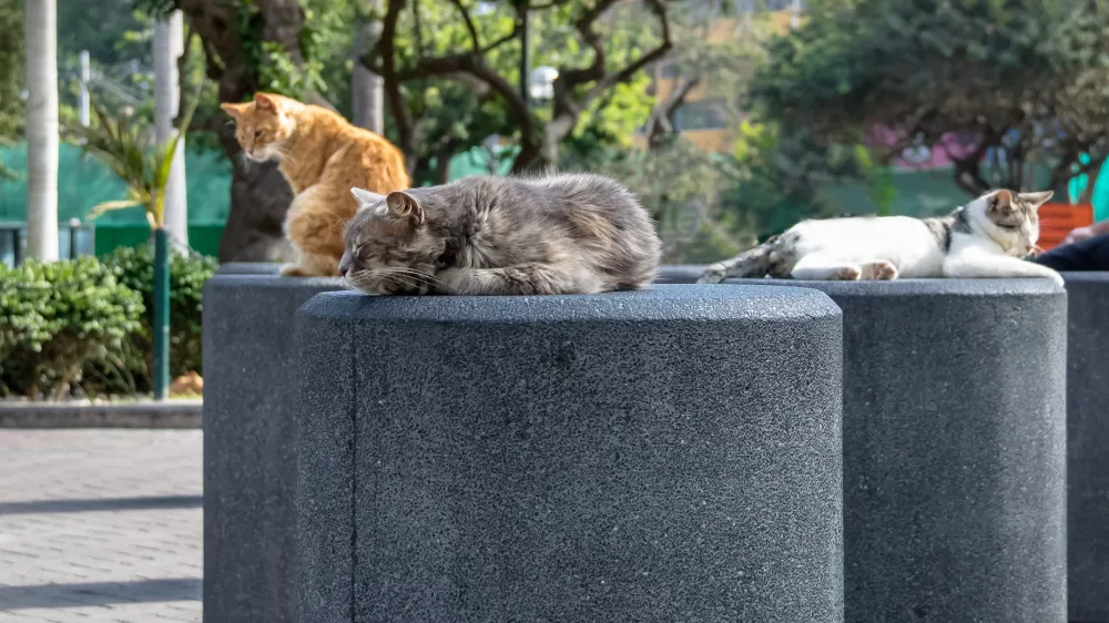 Cats at Kennedy Park (The Cat's Park) in Miraflores District - Lima, Peru
