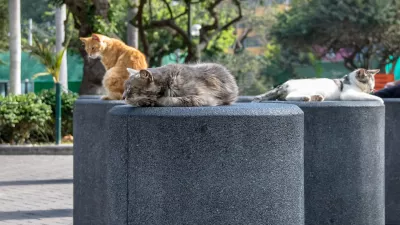 Cats at Kennedy Park (The Cat's Park) in Miraflores District - Lima, Peru