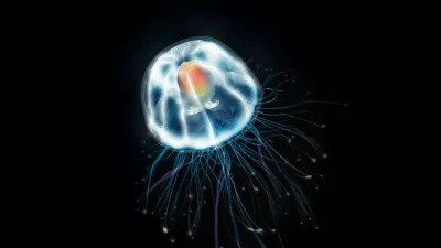 Turritopsis dohrnii. Foto: Profimedia
