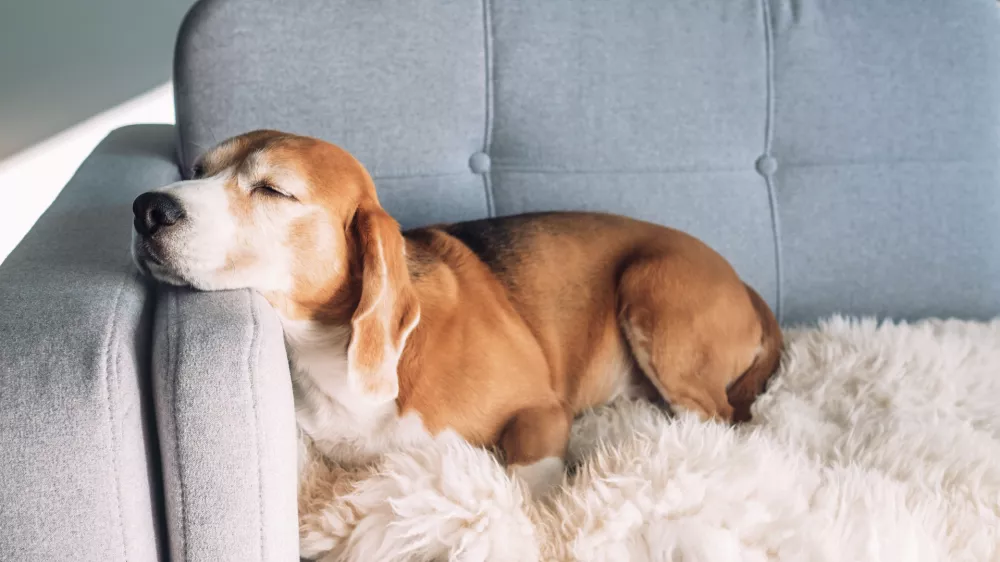 Ali pes doma res spi in nas čaka? / Foto: Istock