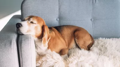 Ali pes doma res spi in nas čaka? / Foto: Istock